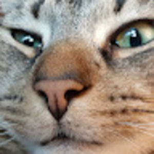 Meet your Posher, Gus